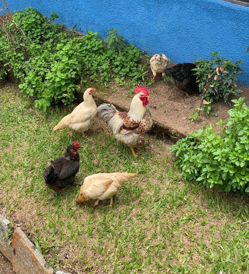 Hotel Fazenda Bonanza Engenheiro Paulo de Frontin Exteriér fotografie